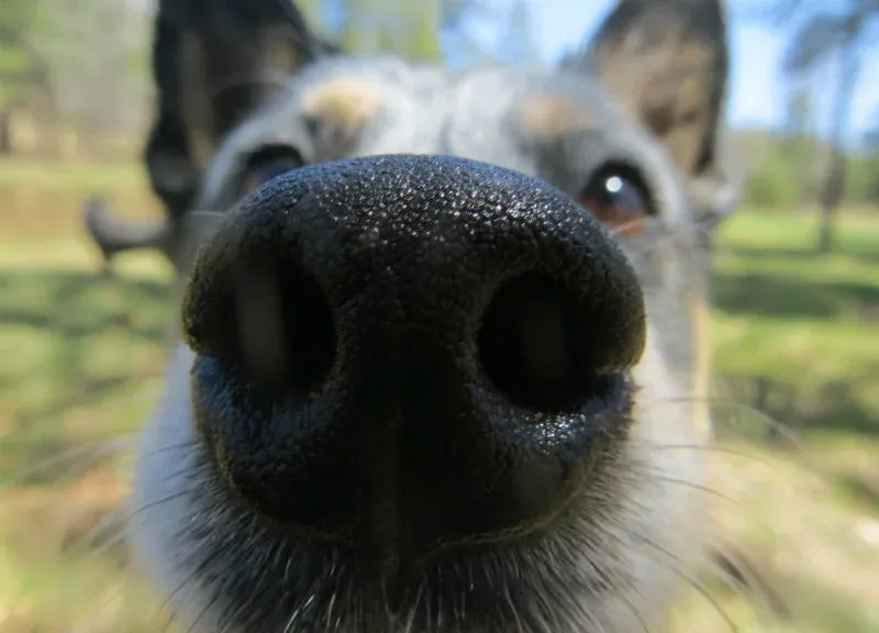 Close-up of a dog’s nose outdoors