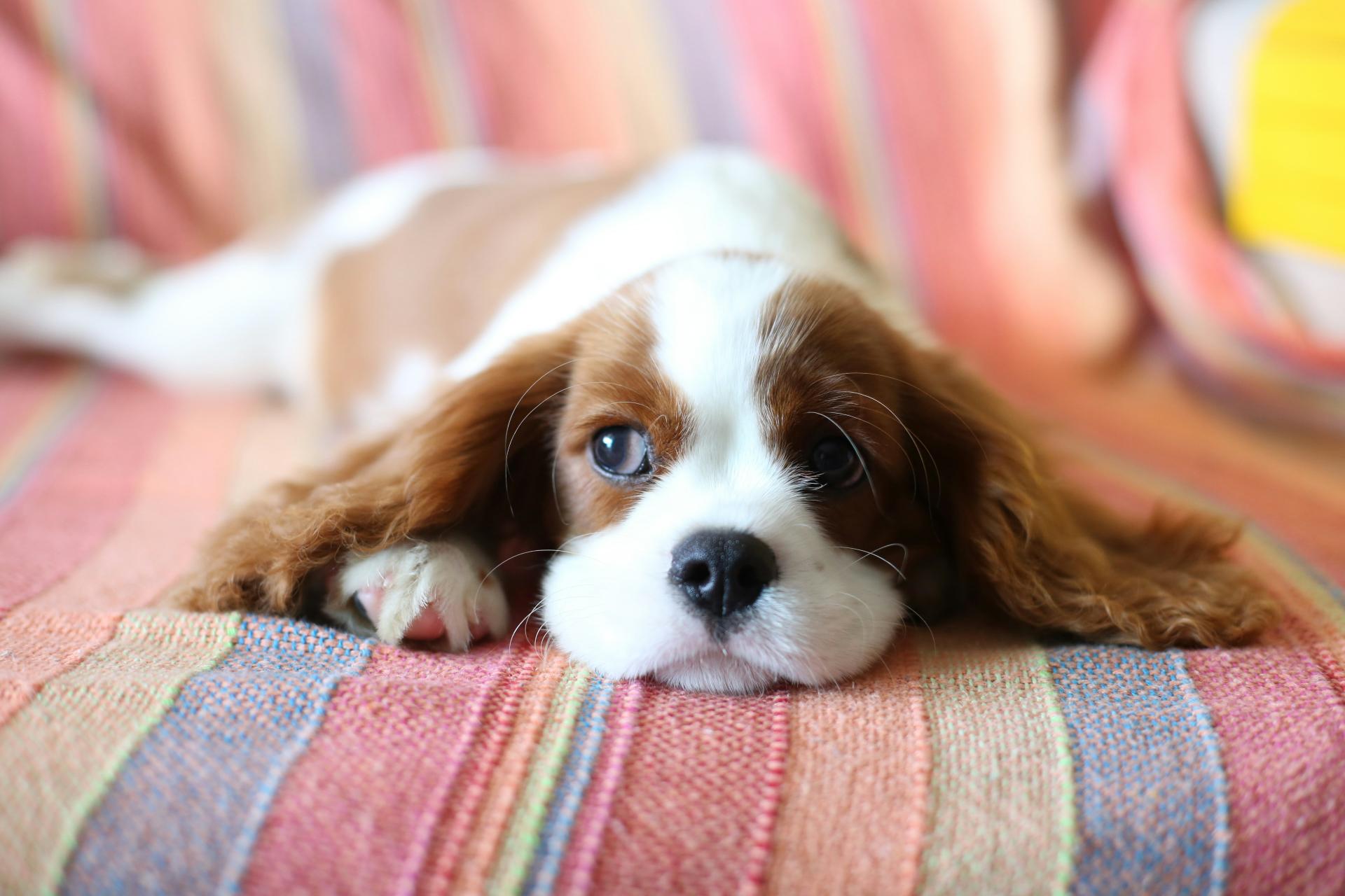 Puppy lying on a colorful striped blanket