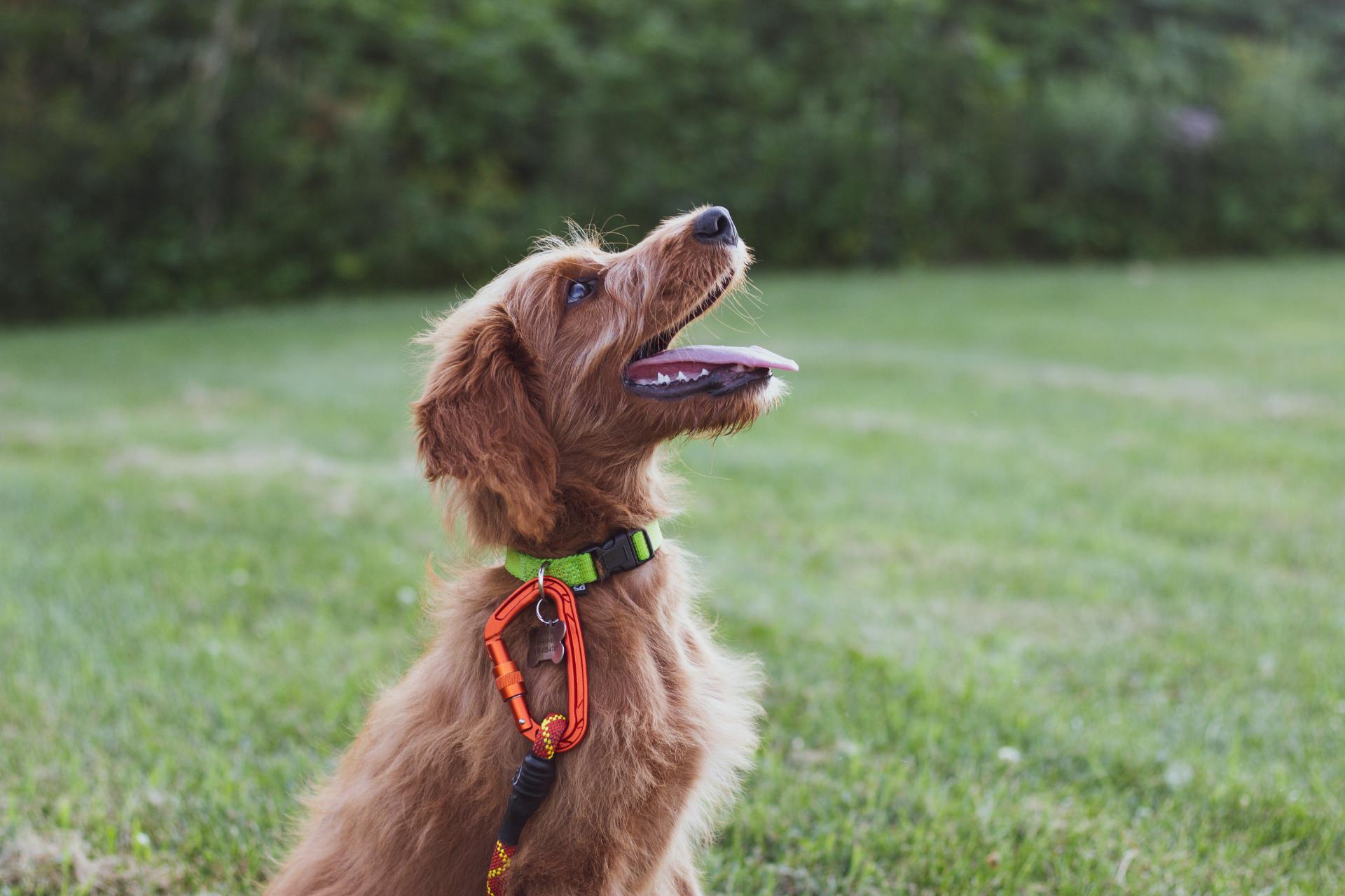 Happy dog looking up while sitting outside