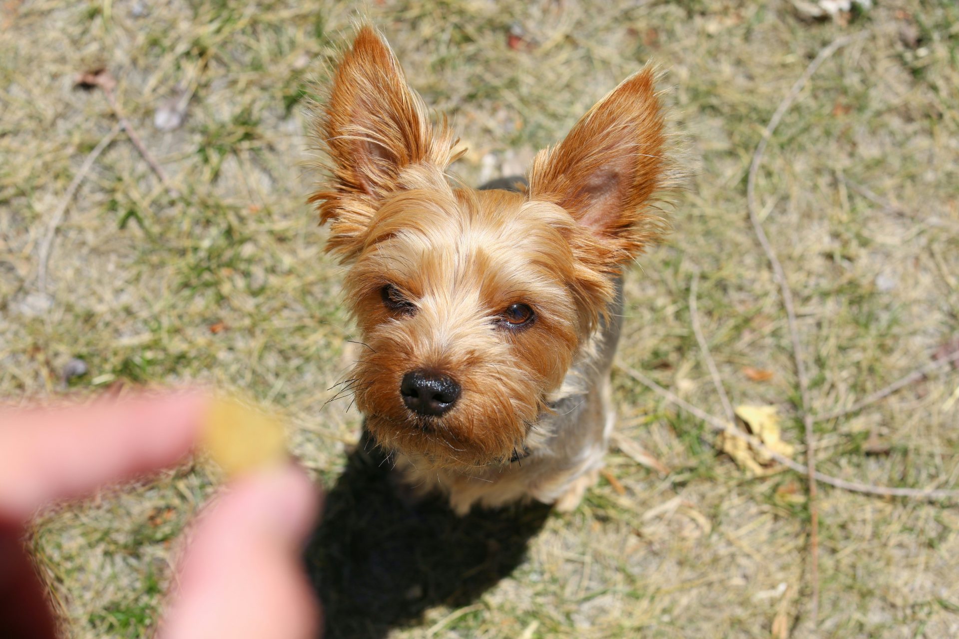 a small dog looking at the camera